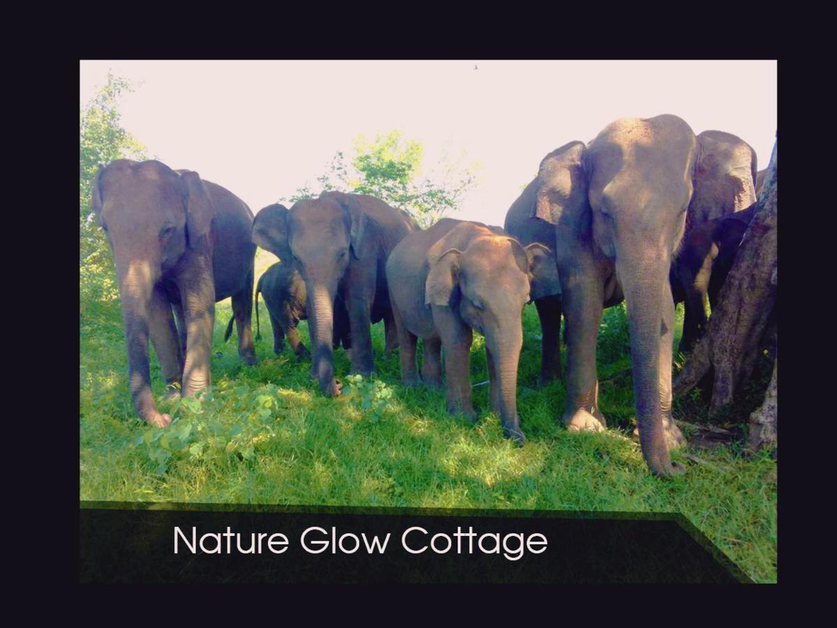 Nature Glow Cottage ウダワラウェ エクステリア 写真